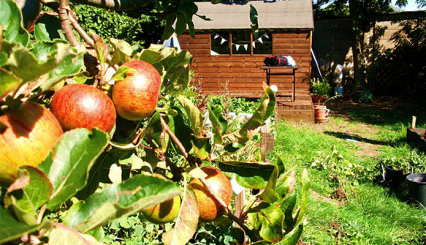 In-post-media-large-London-allotment-4-426x245